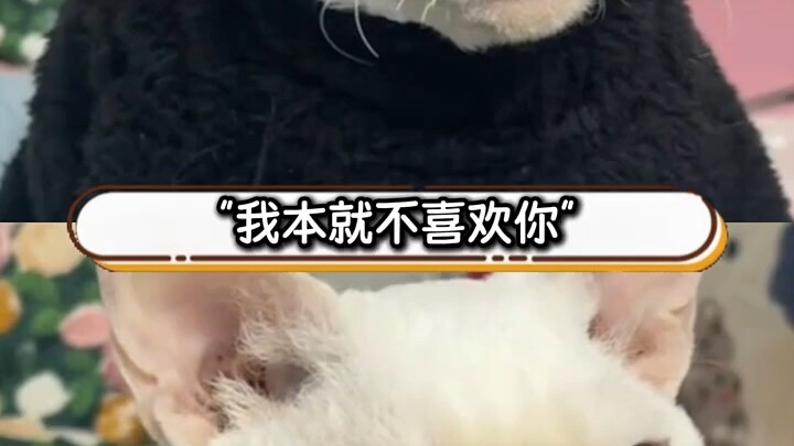 เป็นแม่แมวมาตลอด ครั้งนี้มันก็ได้มีแม่ของตัวเองสักที (