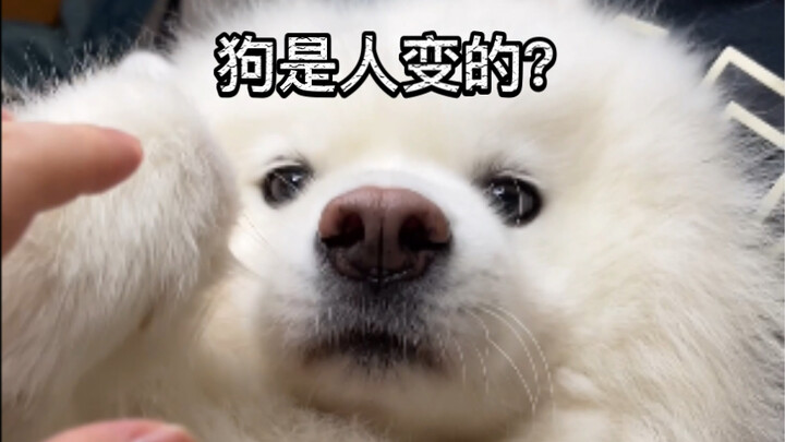 I suspect I've raised a fake dog.