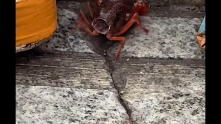 Sangat menggemaskan