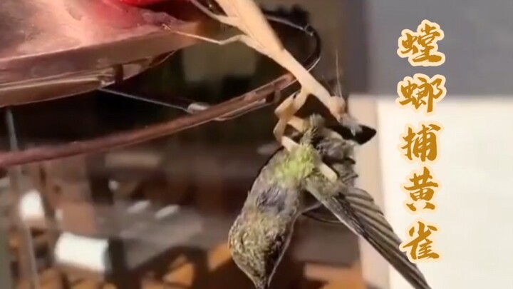 “The mantis stalks the cicada, with the oriole lurking behind”—wrong; it’s “the mantis hunts the ori