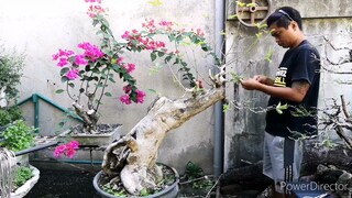 bonsai Time lapse - tulave - bonsai philippines