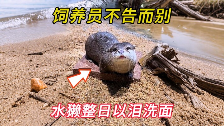 Keeper’s sudden departure leaves otters depressed and gloomy—reuniting only makes them cherish each 