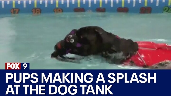 Pups making a splash at The Dog Tank