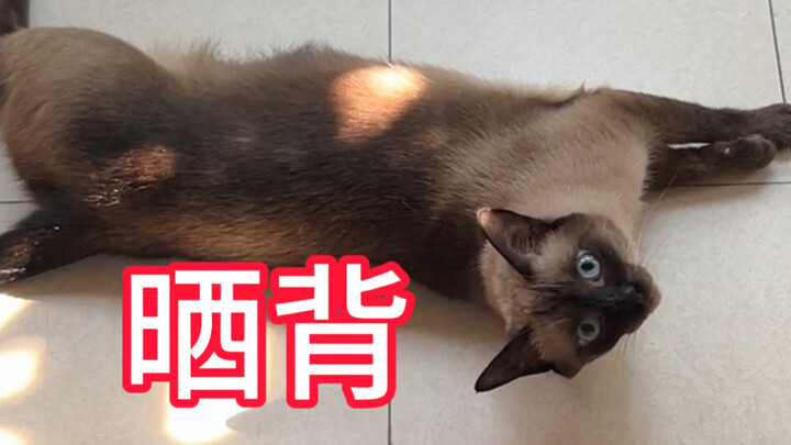 Seberapa takutnya sih kucing siput segar sama dingin, huuu…
