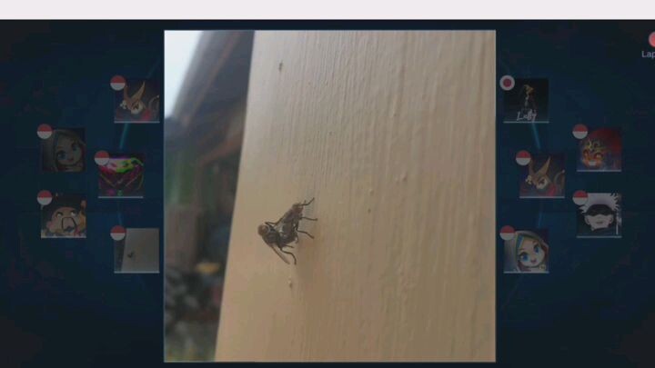 profil ml yang ku temukan saat mabar