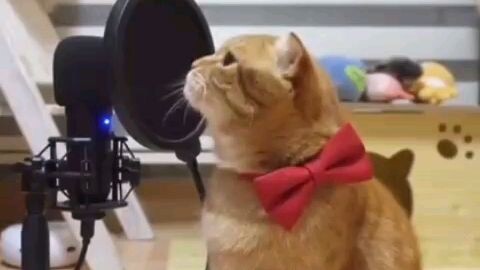 mèo méo meo meo mèo