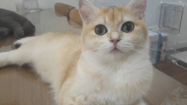 Cat Cute - Mèo Con Thích Chơi Với Bạn