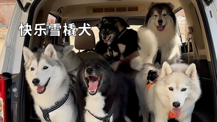 What should a real dog sled look like?