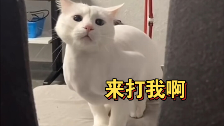 Menggali, menggali, menggali di dalam kotak pasir kucing yang kecil