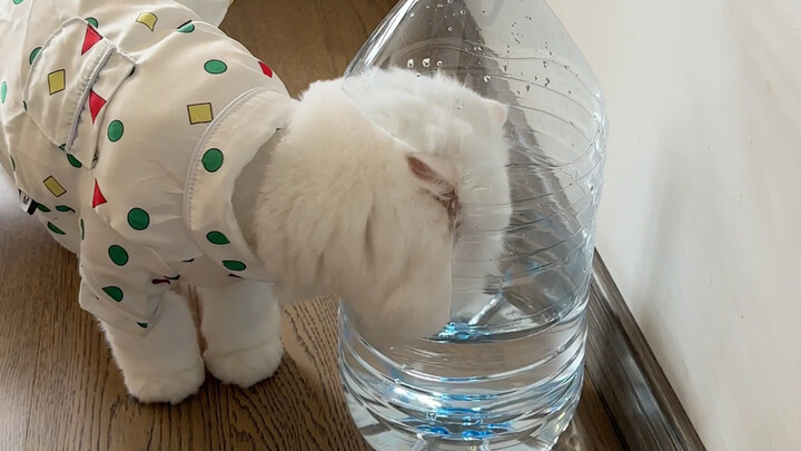 I think I've figured out how to get my cat to drink more water! Let's learn this quickly!