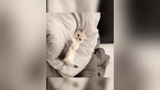 Có sen nào nhận con này về này !! hi hi Cho mình 1 fl đi !!cute meowdance thucung meo animals animals cuteanimals meocute meow mèobaby