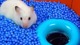 [Animals]World's largest hamster maze - obstacle course