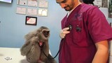 When Vet Visits Gone Wild😅Funny Animal Encounters at the Clinic