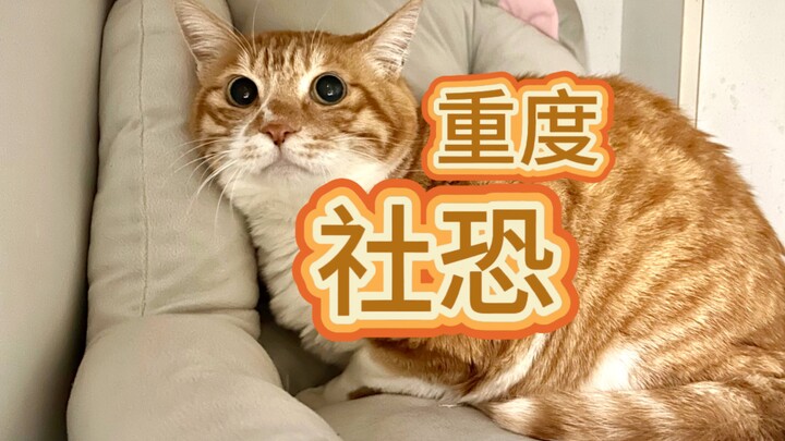 Ở nhà bạn 7 ngày, đây là lần đầu tiên tôi nhìn thấy mặt chính diện của một chú mèo.