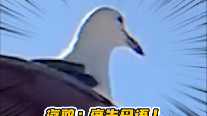 海鸥：学好一门外语so easy