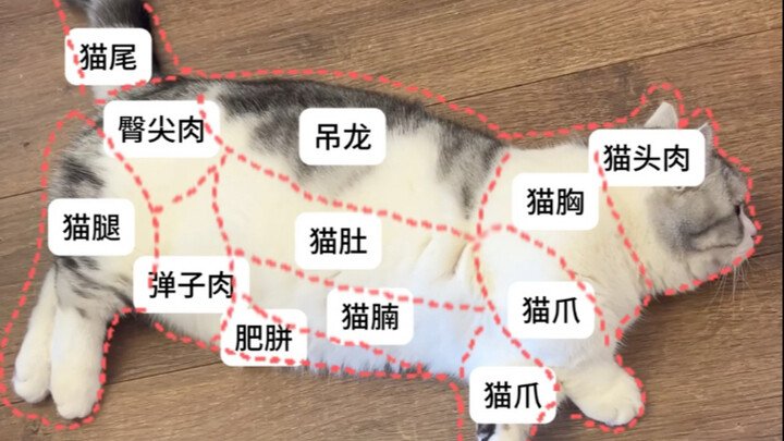 Every Part of Mi’s Body Is a Treasure!