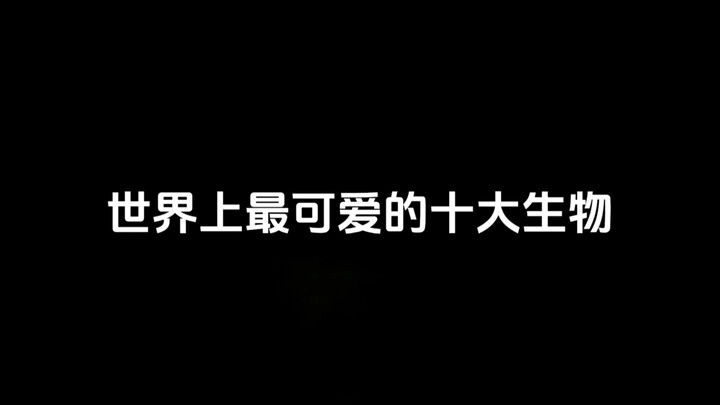 你知道世界上最可爱的十大生物吗