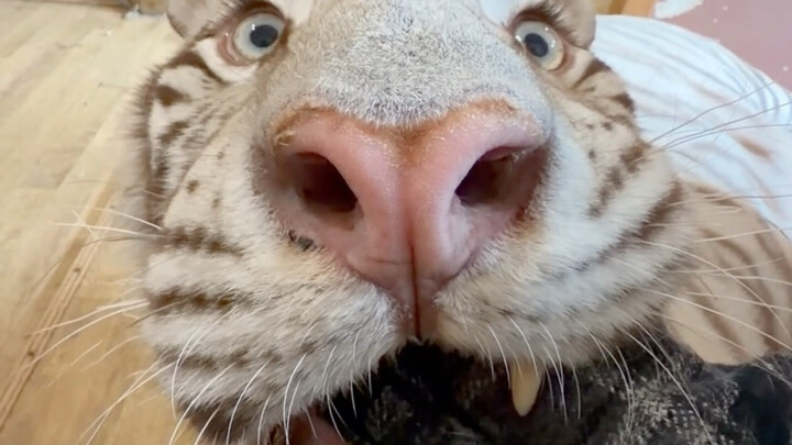 I’m really curious if any other kittens can pull it off.
