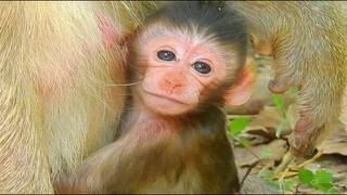 Wow Newborn Baby Monkey Look Very Beautiful, Awesome Baby Monkey Very Interested In My Heart