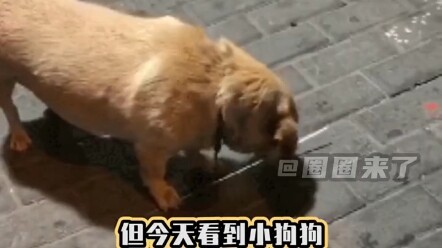 جروها ما زال ينتظرها #حيوانات_أليفة #بكاء