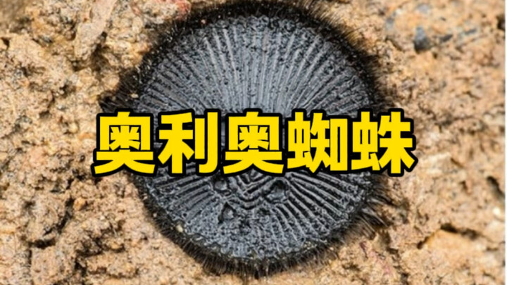 😧 Is this an Oreo spider?