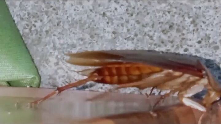 cack roach