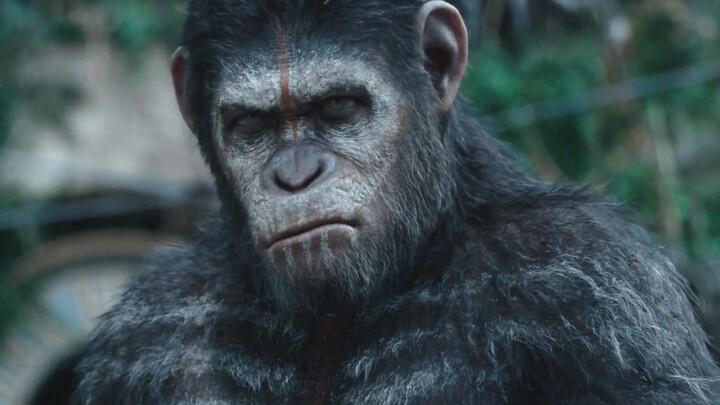 “Setiap dialog Caesar semakin penuh kekecewaan terhadap manusia dan kera.”