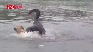 الكلب الذهبي يسبح في البحيرة ويتعرض للضرب من قبل البجع الأسود، صاحبه: تعرض للضرب مرة أخرى العام الما