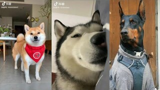 Tiktok Trung Quốc - Tiktok Động Vật - Video Chó Mèo Dễ Thương, Cute Nhất #Phần8