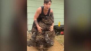 Big Black Sheep: I've finished plucking all the wool. There's really no wool left.