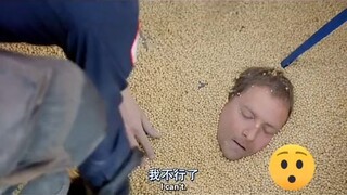 THE MEN FELL INTO A PILE OF BEANS AND NEARLY DIED