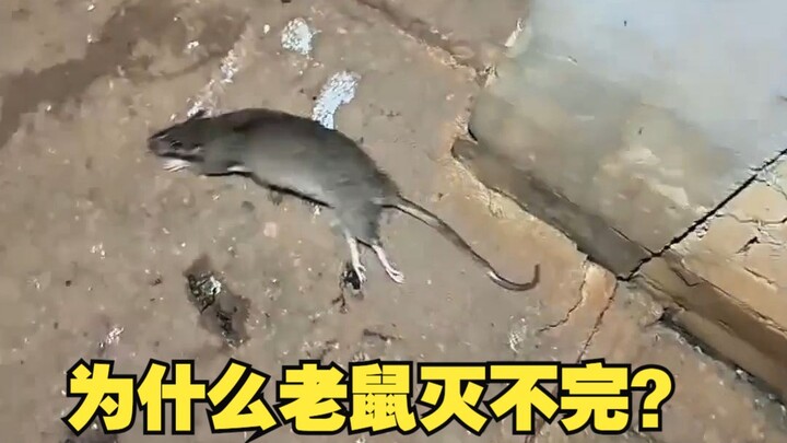 Why can’t rats be eradicated?