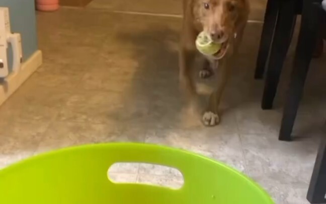 Dog Self-Service Ball Thrower