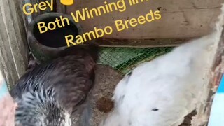 BILISAN NIYO LUMAKI ❣️