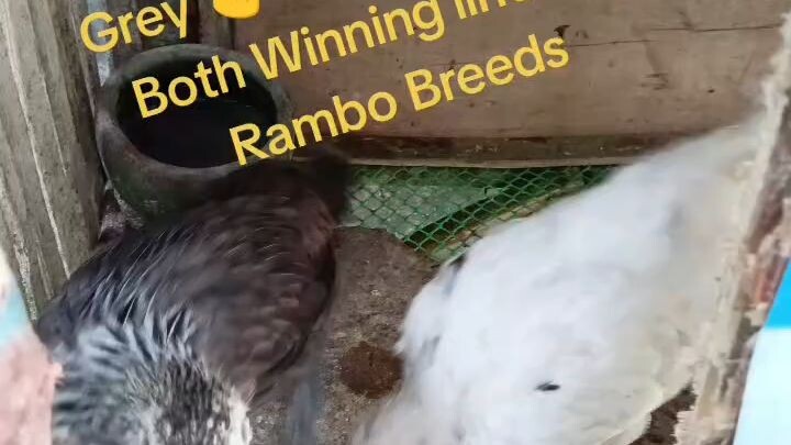 BILISAN NIYO LUMAKI ❣️