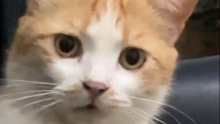 Cat: What's that noise!?