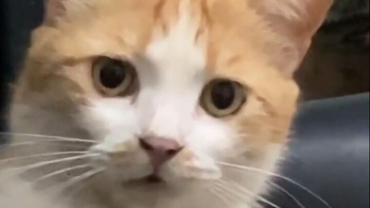 Kucing: Suara apa itu!?