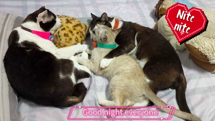 Good night everyone #cat #แมว