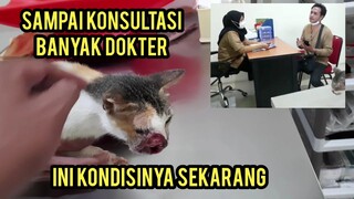 Alhamdulillah Kucing Yang Terkena Kanker Ganas Akhirnya Dapat Klinik Yang Mau Merawatnya..!