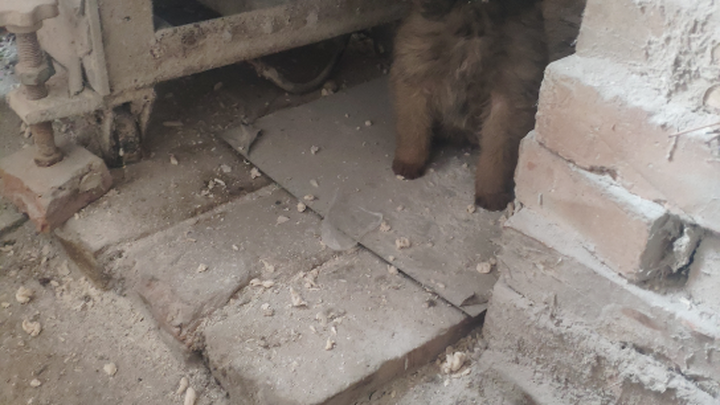 Tentang bagaimana aku ingin memelihara seekor anjing serigala hitam, tapi malah berakhir dengan anji