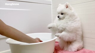 如何骗你的狗子进入浴缸？