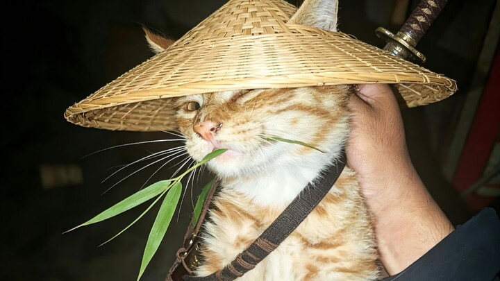 Mèo con quả thực là sinh vật phù hợp nhất với cõi giang hồ bệnh hoạn