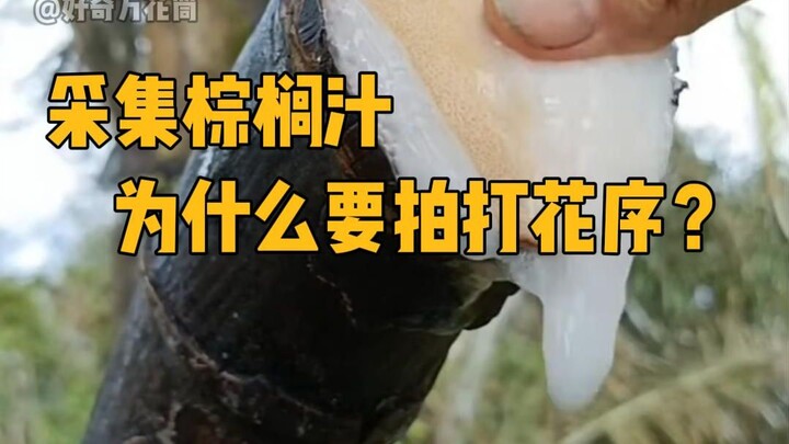 Mengumpulkan jus kelapa sawit, kenapa harus memukul malai bunganya? #SainsPendidikan #PohonKelapaSaw