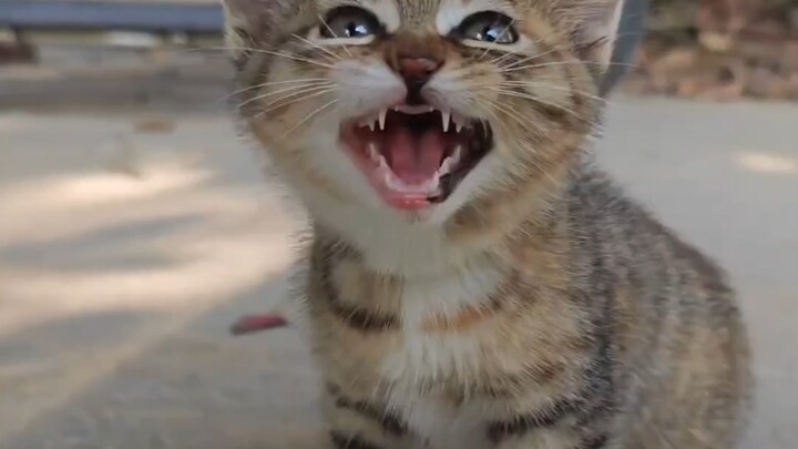 มอบให้หมีเลย放心ได้ หมีดุมากเลยนะ