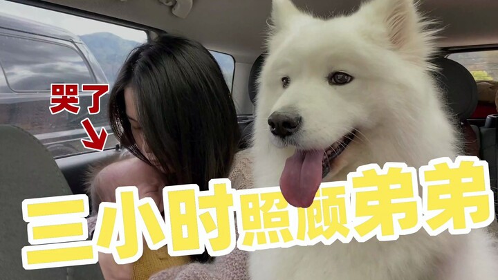 Kẹo dẻo Samoyed chăm em trai cực kỳ chu đáo, Quế Quế khóc đầy lo lắng, mẹ: Con thật sự rất giỏi! [Ha