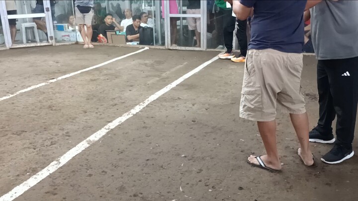 VMT BFACE H. VS GOLD