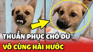 Quá trình thuần phục CHÓ DỮ vô cùng HÀI HƯỚC của cô gái trẻ 😂 | Yêu Lu