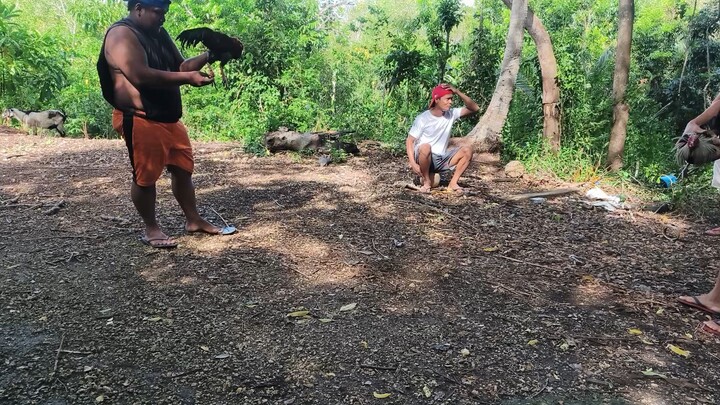 Talo Sugba², panalo sana kong maynatirang tapang, patay na sana kalaban leeg tama 🫡🐓