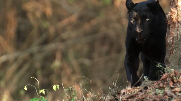 ¿Qué tan peligrosa es la pantera negra - Planeta Animal TV