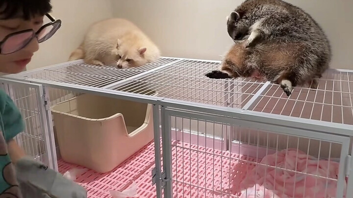 During last night's livestream, my hand was bitten by Yuanbao right down to the flesh, drawing blood